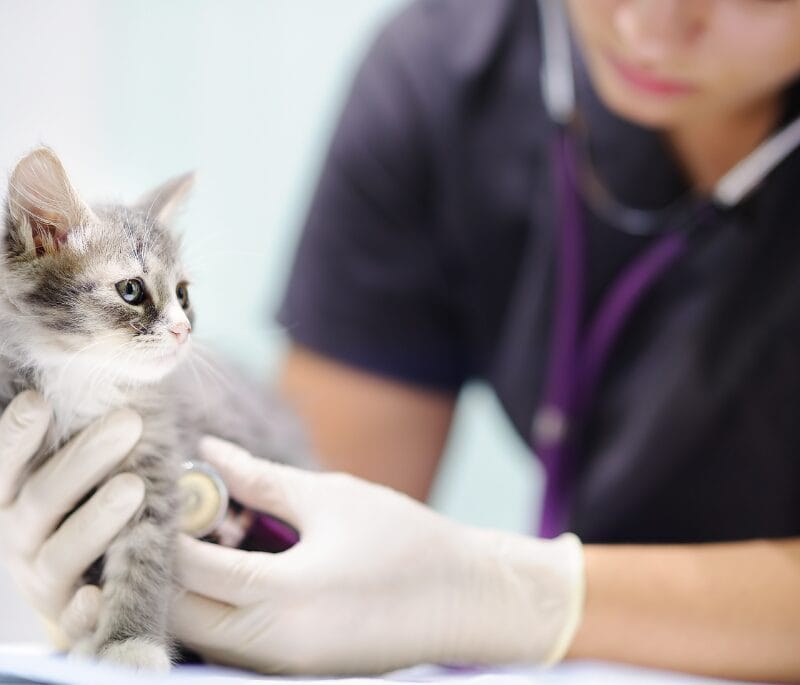 Estos guantes veterinarios son ideales para consultas de rutina o procedimientos menores.<br />
